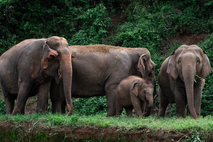 Chiang Mai Elephant Sanctuary, Bamboo Rafting and Waterfall (2026 Review & Booking Guide) 1 Chiang Mai Elephant Sanctuary, Bamboo Rafting and Waterfall in Chiang Mai