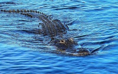 Everglades Tickets & How to Visit (2026 Guide)