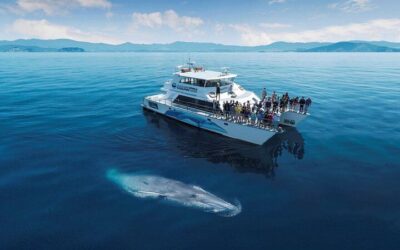 Best Tours in Auckland: Top Ways to Experience the City (2026)