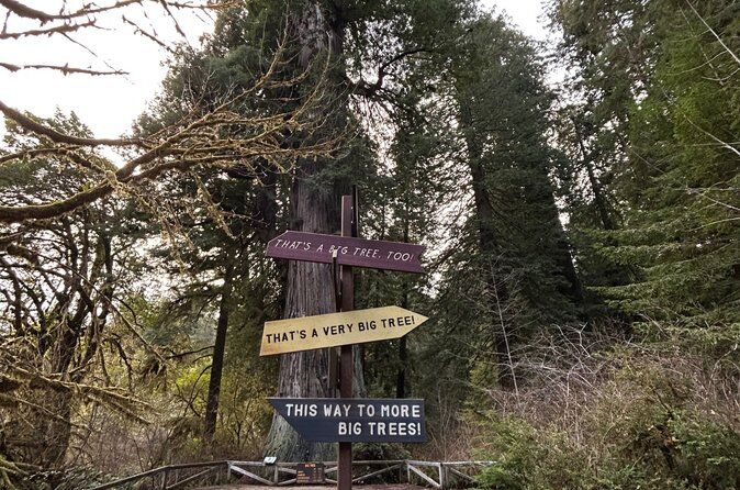 Guided Walking Tours in Redwood National and State Parks - Redwood National Park