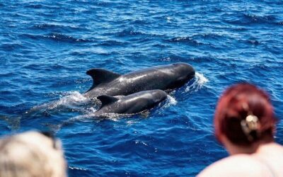 Tenerife: Turtle and Dolphin Kayak Tour with Snorkel and Wetsuit (2026 Review & Booking Guide)