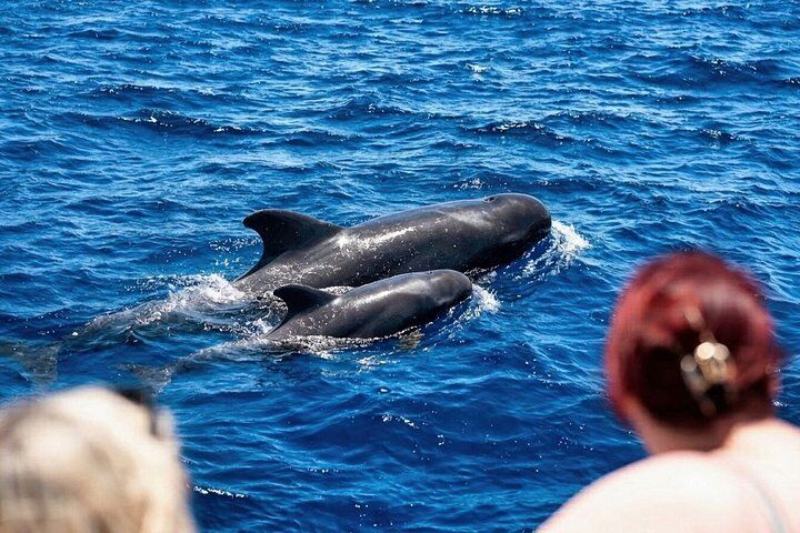 Tenerife: Turtle and Dolphin Kayak Tour with Snorkel and Wetsuit (2026 Review & Booking Guide) 1 Tenerife: Turtle and Dolphin Kayak Tour with Snorkel and Wetsuit in Tenerife