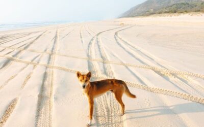 Best Time to Visit Fraser Island (2026): Month-by-Month Guide