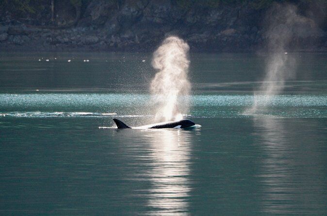 Best Tours & Experiences in San Juan Islands 12 Whale Watching from Friday Harbor - San Juan Islands