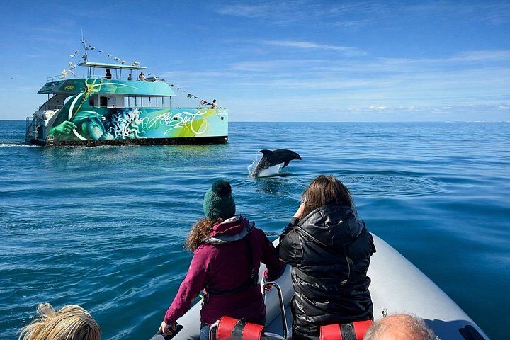 Albufeira - Dolphins Search in Albufeira