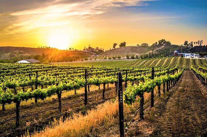 Die besten Touren und Erlebnisse in Temecula, Kalifornien 36 Full Day Small Group Wine Tour of Temecula from San Diego - Temecula California