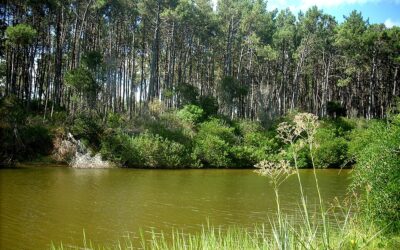 Chihuahua Travel Guide: Best Tours, Sights and How to Plan Your Trip