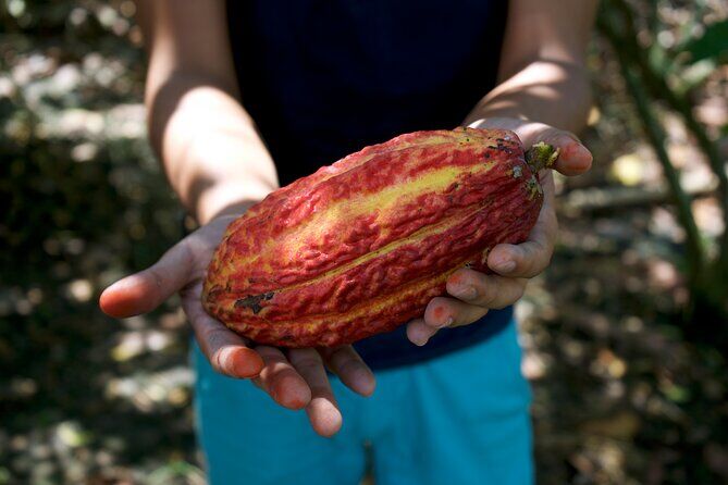 Cocoa Farm and Chocolate Making
