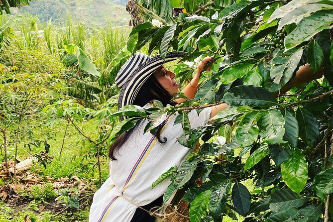 Coffee Tour in Medellin with Tastings and Transportation