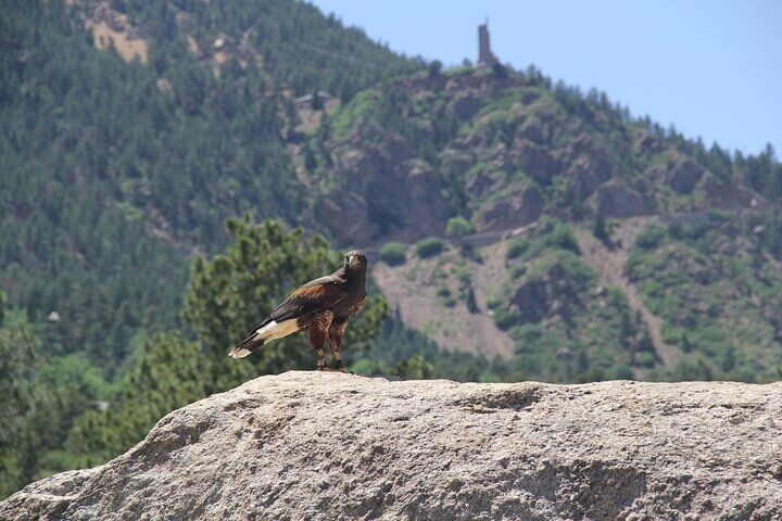 Meilleurs tours et expériences à Colorado Springs Colorado 21 Colorado Springs Hands-On Falconry Class and Demonstration
