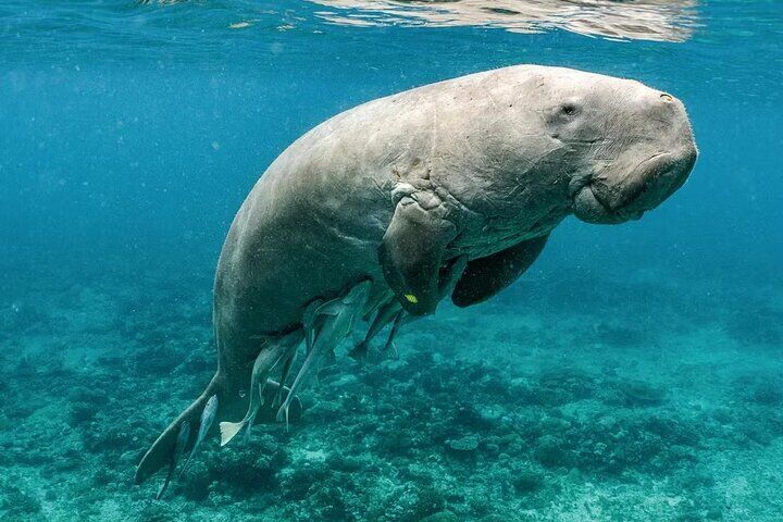 Best Tours & Experiences in Coron 15 Coron Group Dugong and Turtle Watching with Lunch