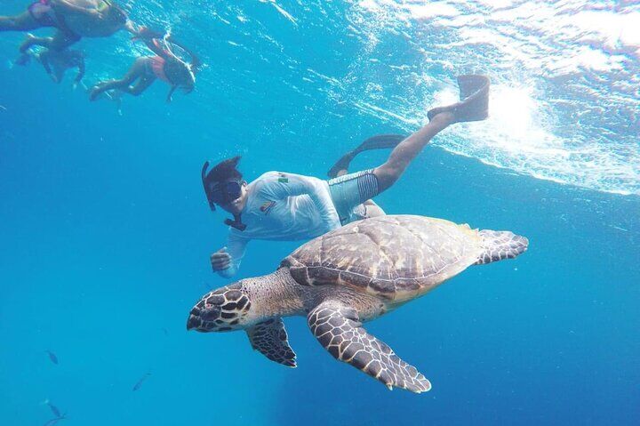 Best Tours & Experiences in Cozumel 11 Cozumel Snorkeling Tour: Palancar, Columbia and El Cielo Reefs