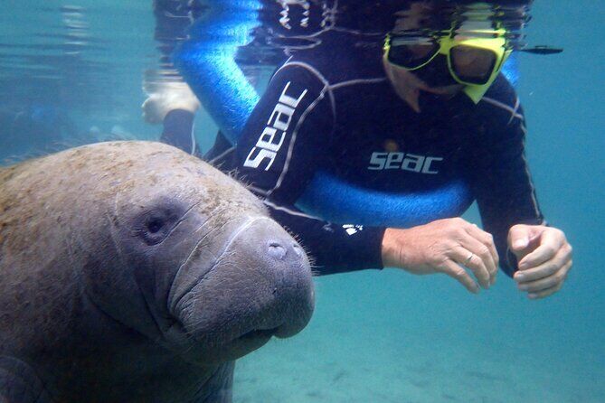 Crystal River Manatee Swim - Crystal River Florida