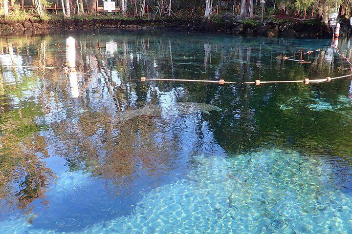 Crystal River Manatee Viewing Cruise