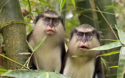 Best Tours & Experiences in Grenada