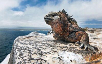 Best Tours & Experiences in Galapagos Islands