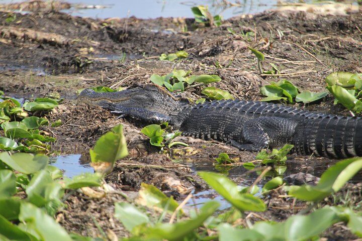 Private vs Small Group Tours in Orlando: Which Should You Book? (2026) 11 One-Hour Airboat Ride Near Orlando