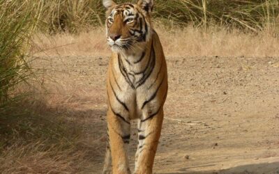 Best Tours & Experiences in Ranthambore