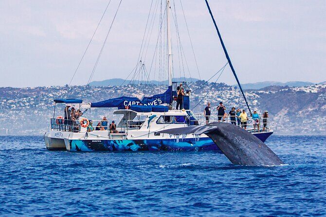 Dana Point Whale Watching and Dolphin Watching Eco Safari - Dana Point California