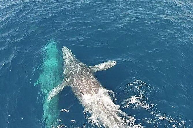Dana Point Whale Watching Excursion - Dana Point California