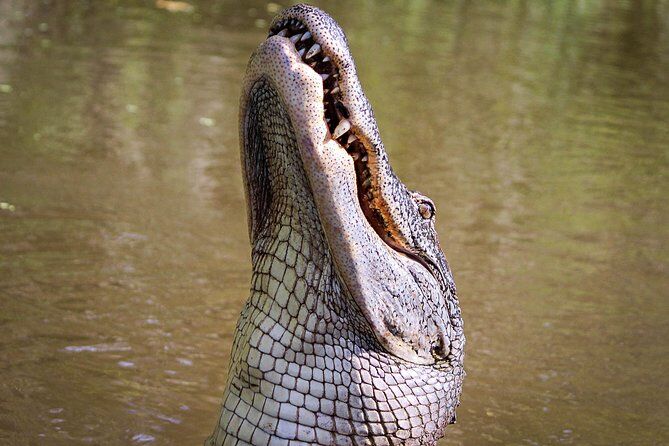 Best Tours & Experiences in New Orleans Swamp Tour 10 New Orleans Swamp Tour Boat Adventure with Pickup