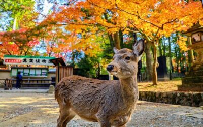 World Heritage Kyoto & Nara Uji Authentic Matcha Experience (2026 Review & Booking Guide)