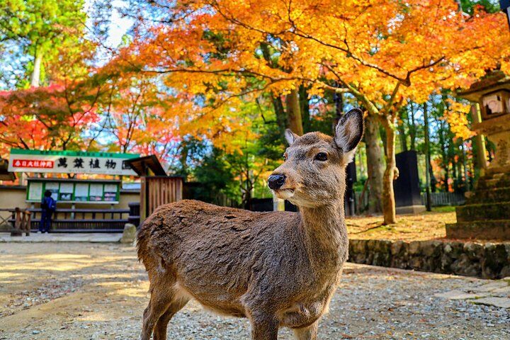 World Heritage Kyoto & Nara Uji Authentic Matcha Experience in Kyoto