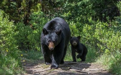 Jasper Itinerary: The Perfect 3 Days