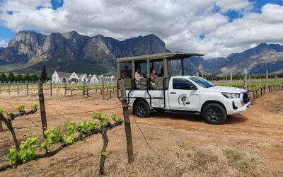 Best Tours & Experiences in Stellenbosch