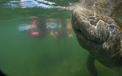 Best Time to Visit Crystal River (2026): Month-by-Month Guide