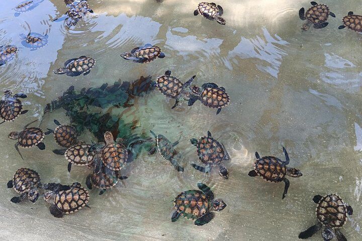 Best Things To Do in Vanuatu: Mount Yasur & Blue Holes 15 Discover Cascades & Turtle Experience with Yumi Tours
