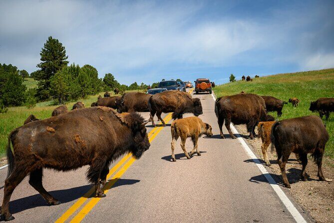 Discover Custer State Park Self Guided Audio Driving Tour - Custer South Dakota