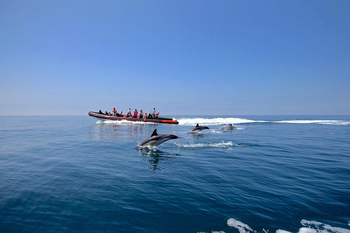 Dolphin Watching and Cave Tour from Vilamoura
