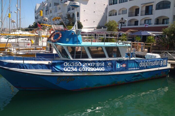 Dolphin Watching in Gibraltar with Dolphin Safari