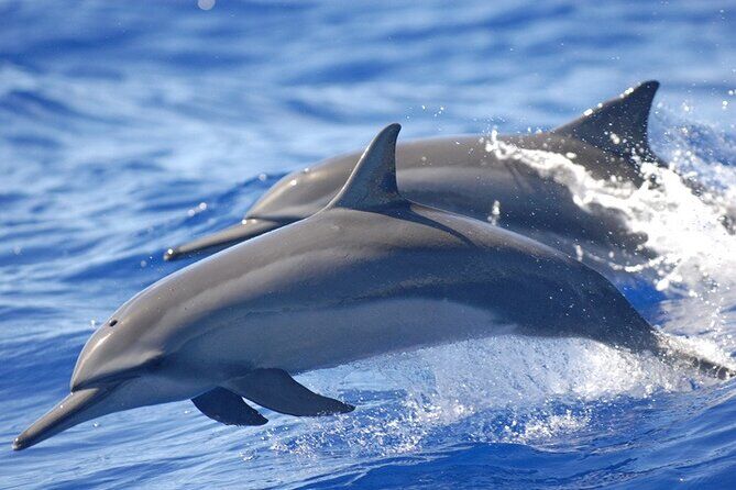 Dolphin Watching in Puerto Escondido