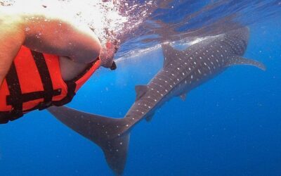 Best Tours & Experiences in Holbox, Mexico