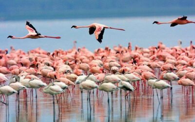 Best Tours & Experiences in Nakuru