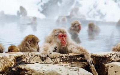 Best Tours & Experiences in Nagano