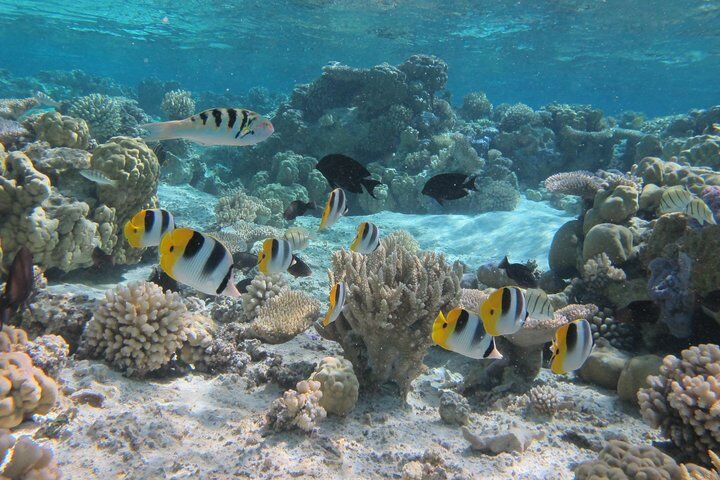 Bora Bora Travel Guide: Mount Otemanu, Overwater Bungalows & Lagoon Snorkeling (2026) 9 Half day Snorkeling Shared Boat Tour in Bora Bora