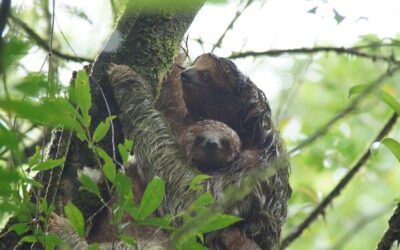 Best Time to Visit La Fortuna (2026): Month-by-Month Guide