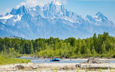 From Jackson Hole: Yellowstone Old Faithful, Waterfalls and Wildlife Day Tour (2026 Review & Booking Guide)