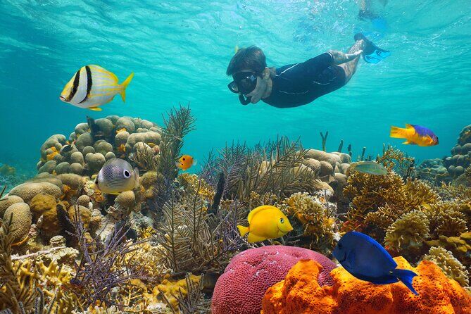 Key West Snorkeling - Key West Florida