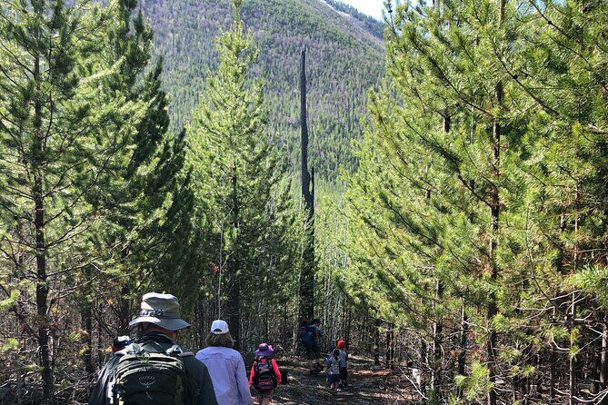 Best Tours & Experiences in Glacier National Park 18 Nature Walk in Glacier National Park