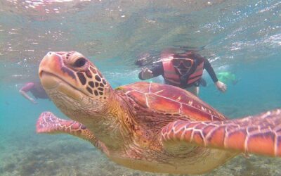 Best Tours & Experiences in Dumaguete