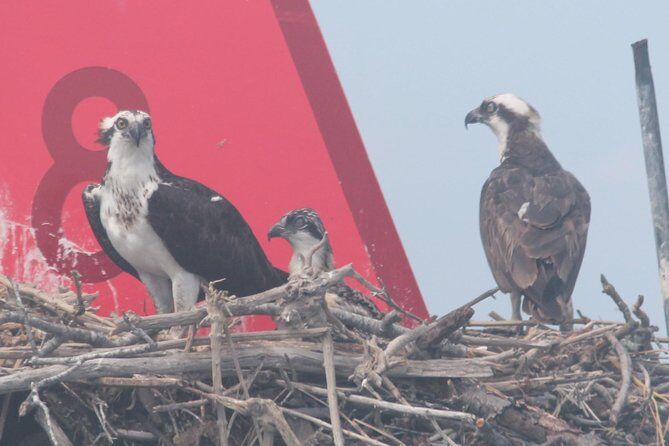 Mejores tours y experiencias en Cape May New Jersey 21 Birding By Boat on the Osprey - Cape May New Jersey