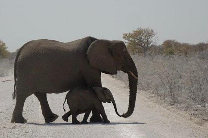 ETOSHA PARK SAFARI with local guides in 9-seater 4x4s