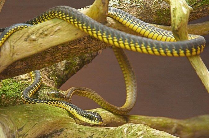 Best Tours & Experiences in Plettenberg Bay 18 Explore Lawnwood Snake Sanctuary Ticket Tour