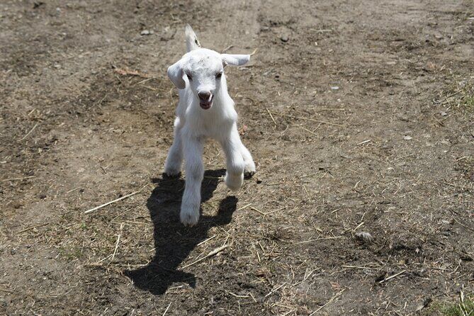 Hour Immersive Farm Experience in the Adirondacks - Adirondacks New York