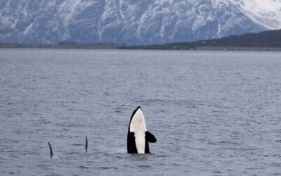 Silent Whale Watching by Hybrid-Electric Boat from Tromsø (2026 Review & Booking Guide)
