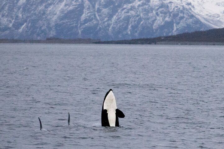 Silent Whale Watching by Hybrid-Electric Boat from Tromsø (2026 Review & Booking Guide) 1 Silent Whale Watching by Hybrid-Electric Boat from Tromsø in Tromso